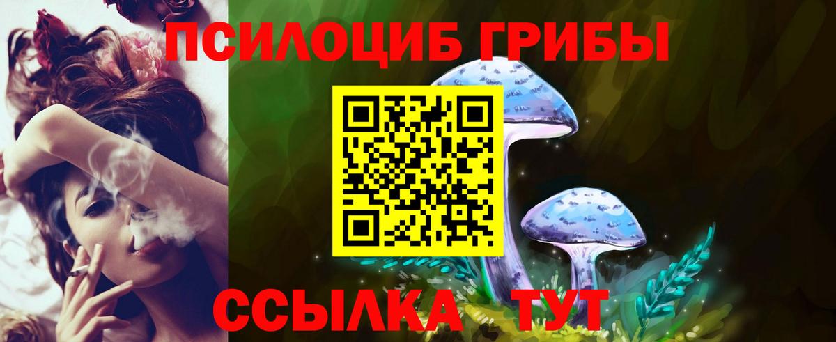 купить   Гусиноозёрск  Псилоцибиновые грибы Psilocybe 